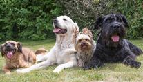 Veterinář řekl, kterých pět psích plemen by si určitě pořídil. A prozradil i důvody