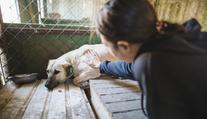 Zůstaňte s nimi až do konce, vzkazuje veterinářka majitelům psů
