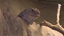Zoo v Brně chystá odchov téměř vyhynulého leguána mangrovového