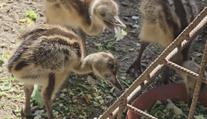 Jihlavská zoo slaví, narodilo se tam pět mláďat nandu pampových