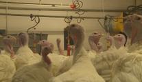 Češi mění tradiční štědrovečerní hostinu. Čím dál častěji servírují krůtu