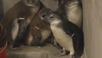 Zoo ve Dvoře Králové slaví. Poprvé v historii odchovali mláďata tučňáků brýlových