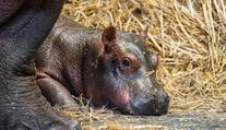 Zoo Dvůr Králové hlásí dva vzácné přírůstky. Hrocha a kriticky ohroženou žirafu