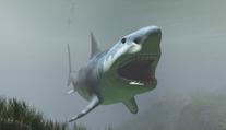 Obří žralok Megalodon: 30metrové monstrum žije v oceánu, tvrdí lidé