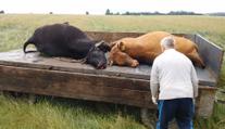 Blesk zasáhl na Liberecku dvě jalovice! Byly březí, smutní farmář