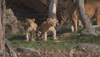 Zlínská zoo má nové tři přírůstky. Po šedesáti letech se raduje z mláďat lvů