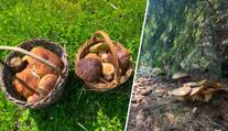 Lidé z jedné části Česka hlásí houbové žně. Košíky plní až po okraj