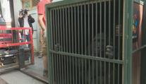 Gorily z pražské zoo mají za sebou velké stěhování. Richarda nahradí jiný samec