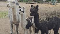 Jihlavská zoo má nové obyvatele. Mláďata alpak budí velkou pozornost