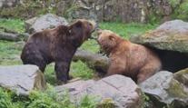 VIDEO: Seznámení šelem v zoo skončilo krvavou bitkou. Medvěd přišel o kus jazyka