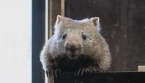 Vombatí sameček Cooper se dočkal. Do zoo mu dorazila nová partnerka