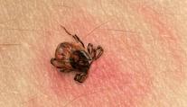 Někteří pacienti, kterým byla zjištěna borelióza, berou antibiotika zbytečně