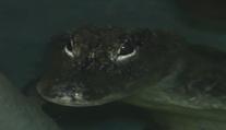 Jihlavská ZOO si k Vánocům nadělila vzácného aligátora