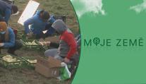 Kuřátka měla po nehodě skončit v kafilérii. Lidé si je odnesli domů