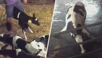 VIDEO: Skryté kamery natočily otřesné záběry týrání zvířat na českých farmách