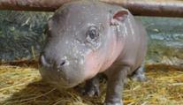 Jihlavská zoo se rozloučila s mládětem hrošíka. Přesunulo se do Izraele