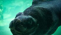 Tragická smrt Huga mění libereckou zoo. Jeho pavilon čeká nový účel