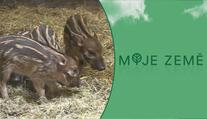 Ve Dvoře Králové se podařilo rozmnožit nejbarevnější prasátko na světě