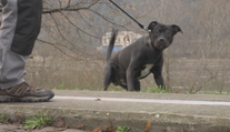 Petardy ohrožují zvířata. Můžou se vyděsit a ublížit si, říká veterinář