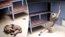 Lev Lolek se již naplno zabydlel v brněnské zoo! VIDEO
