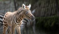 Zoo ve Dvoře Králové má roztomilý přírůstek. Narodila se tam nejvzácnější zebra