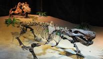 Asteroid, který vyhubil dinosaury. Studie nás připraví na budoucnost