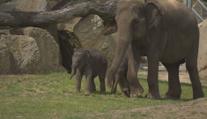 Sloní mláďata se poprvé ukázala návštěvníkům pražské zoo