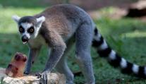 Ostravská zoo konečně odchytila uprchlého lemura. Seděl v zahradě na třešni