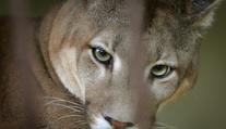Puma je dál na útěku. Šelmu viděli na dalších místech