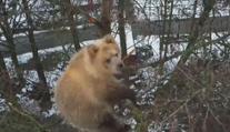 Zoo má problém s medvídětem. Už týden nechce slézt ze stromu