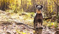 Fenka spolkla žalud, měla z toho těžkou otravu. Buďte obezřetní, varují veterináři