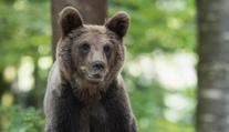Peter se před medvědem bránil sekerou. Kamera odhalila, že porušil pravidla, dostal pokutu