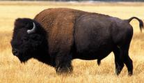 Horor na výletě v Yellowstonském parku. Turistku nabral na rohy bizon