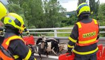 Překvapení na dálnici D1 na Ostravsku. Po vozovce běhalo stádo kozlů