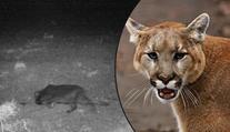 Lidi vyděsila šelma na fotopasti! Může to být puma, varuje obec