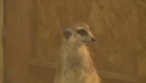 Zoo Hluboká se rozzářila do vánoční nálady. Zdobí ji téměř milion světýlek