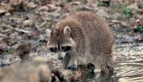Ostravskou zoo trápí mývali. Plundrují krmítka i ptačí hnízda