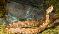 Známého herpetologa uštkla v Praze zmije! Skončil v nemocnici