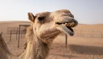 VIDEO: Turisté nevěřili svým očím. Na pláži v Egyptě se vzbouřil velbloud