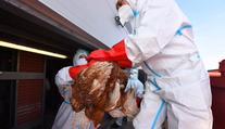 Čína ohlásila první případ nákazy člověka virem ptačí chřipky H10N3