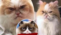 Grumpy Cat má nástupce: Tohle je nová nejnaštvanější kočka