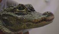 Český unikát se přesouvá do Polska, jihlavská zoo stěhovala aligátory