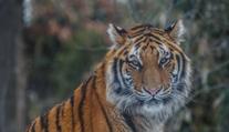Nakažený tygr v zoo už není jediný, Covid-19 se potvrdil u dalších 7 šelem