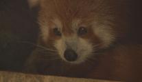 Plzeňská zoo se raduje! Po jedenácti dnech našli chlupáče na útěku