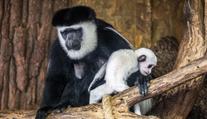 V pražské zoo mají další tahák! Malou opičku už i pokřtili! VIDEO