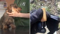 Na Liberecku řádí travič psů! Do párků dává špendlíky