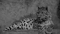 Smutná zpráva z ústecké zoo! Museli utratit levharta Rushera