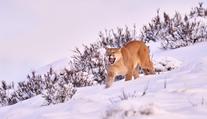 Nechoďte do lesa, varuje polská obec. V okolí se pohybuje gepard nebo puma