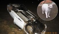 Kočka za jízdy vyklouzla z tašky, řidič přetočil auto na střechu