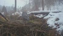 Zvířata České Švýcarsko neopustila. Národní park ukázal záběry z fotopastí